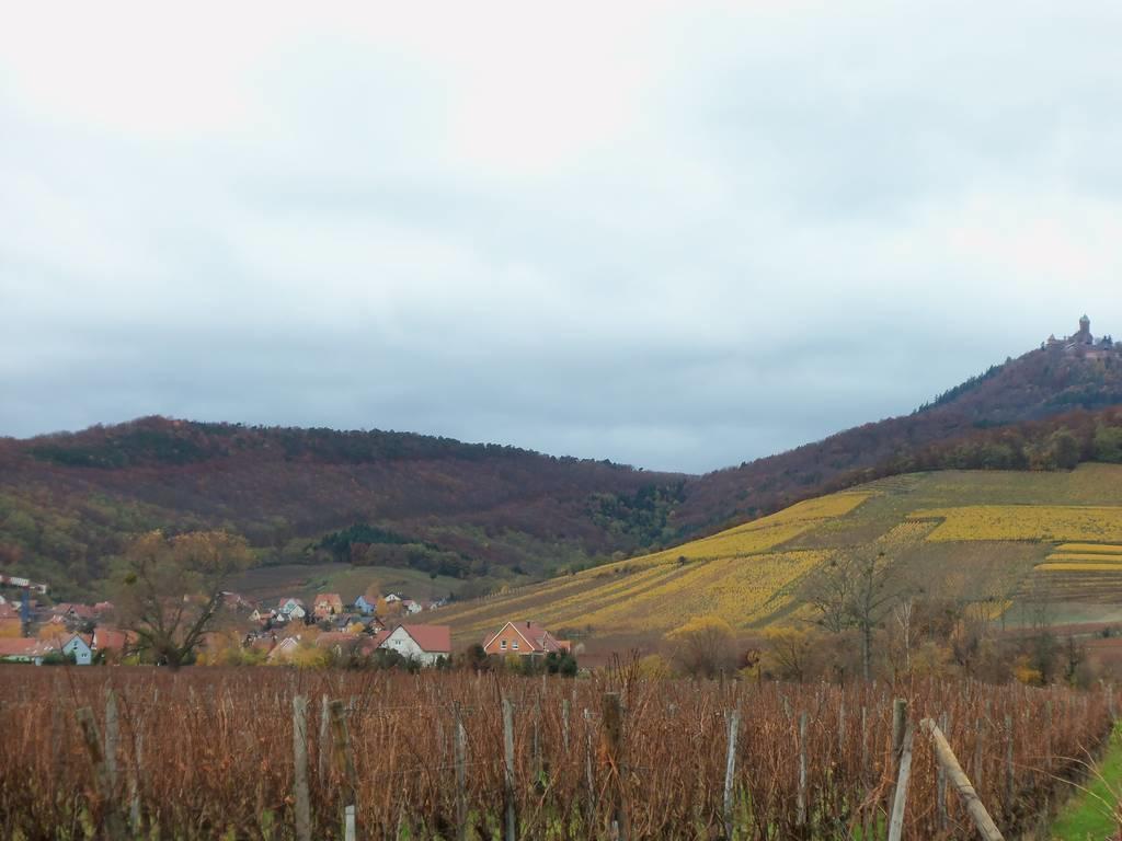 Apartment Route Du Vin Centre Alsace Orschwiller Room photo